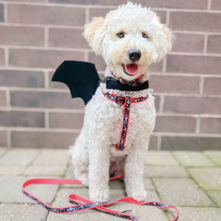 Harness | Bone Jangles