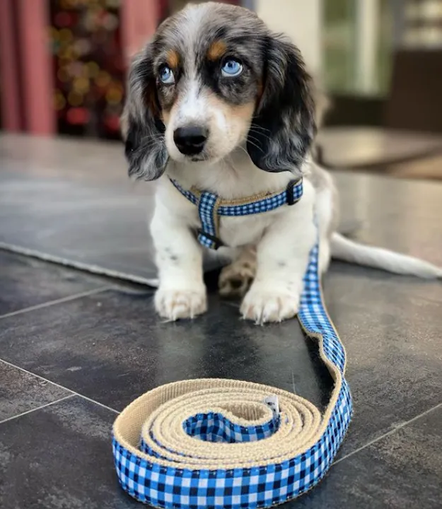 Harness | Navy Gingham
