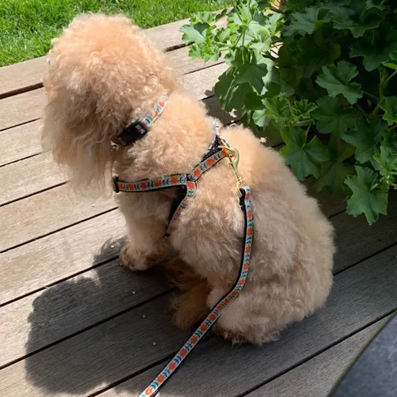 Harness | Orange You Pretty