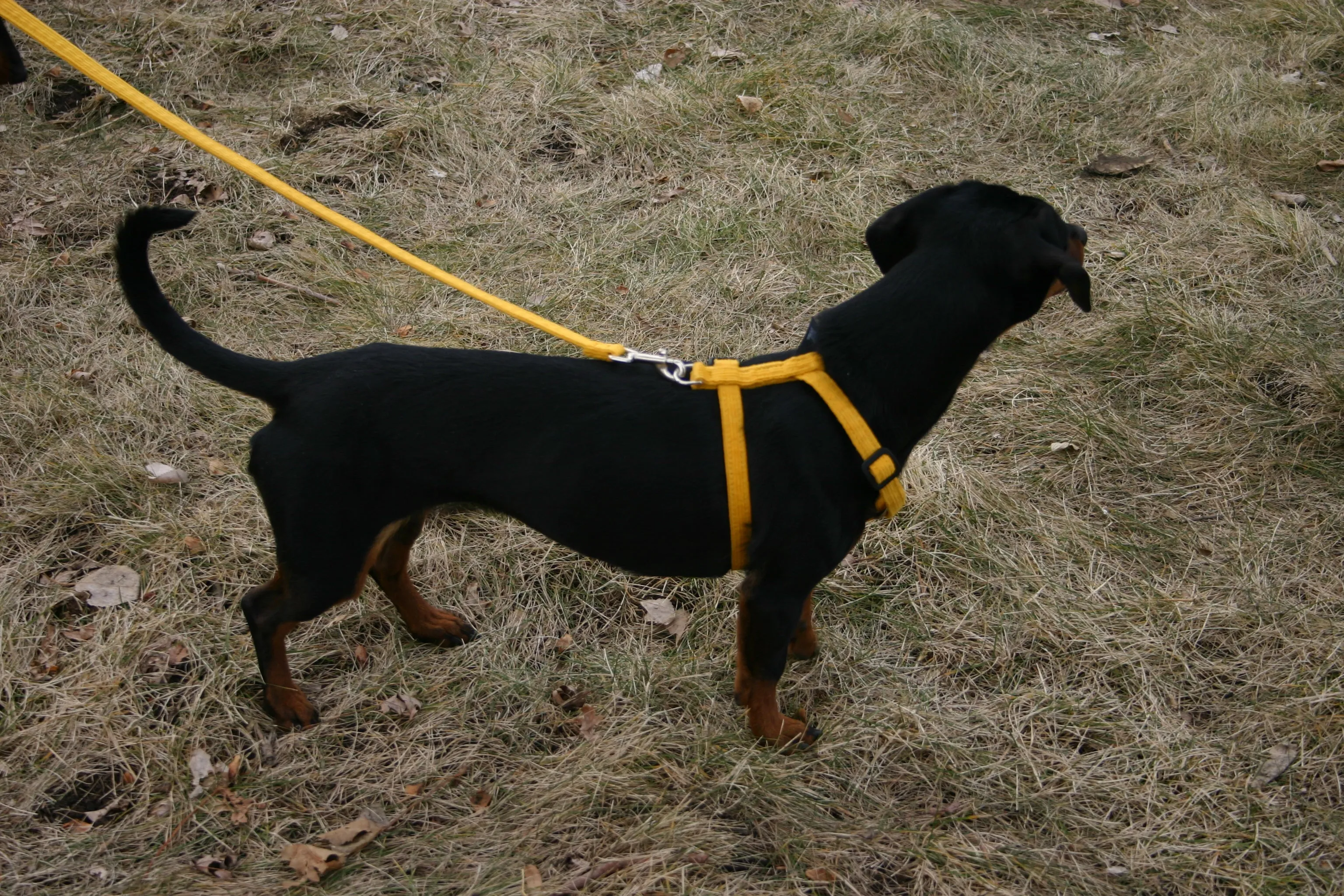 Hemp Dog Harness MARIGOLD Corduroy