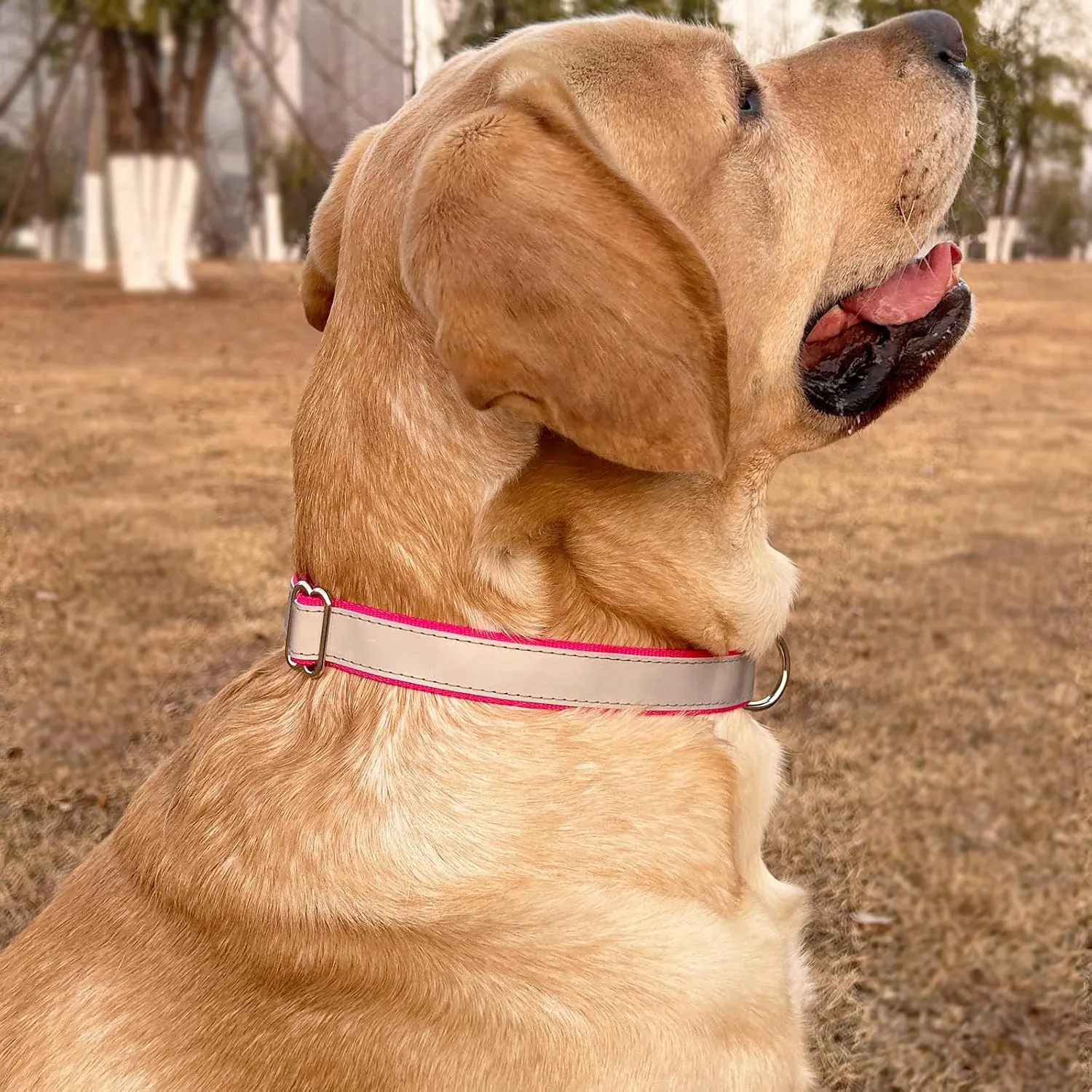 Highly Reflective Dog Collar, Adjustable Nylon Basic Collar Quick Release Buckle (Large,17"-26" Rose Red)