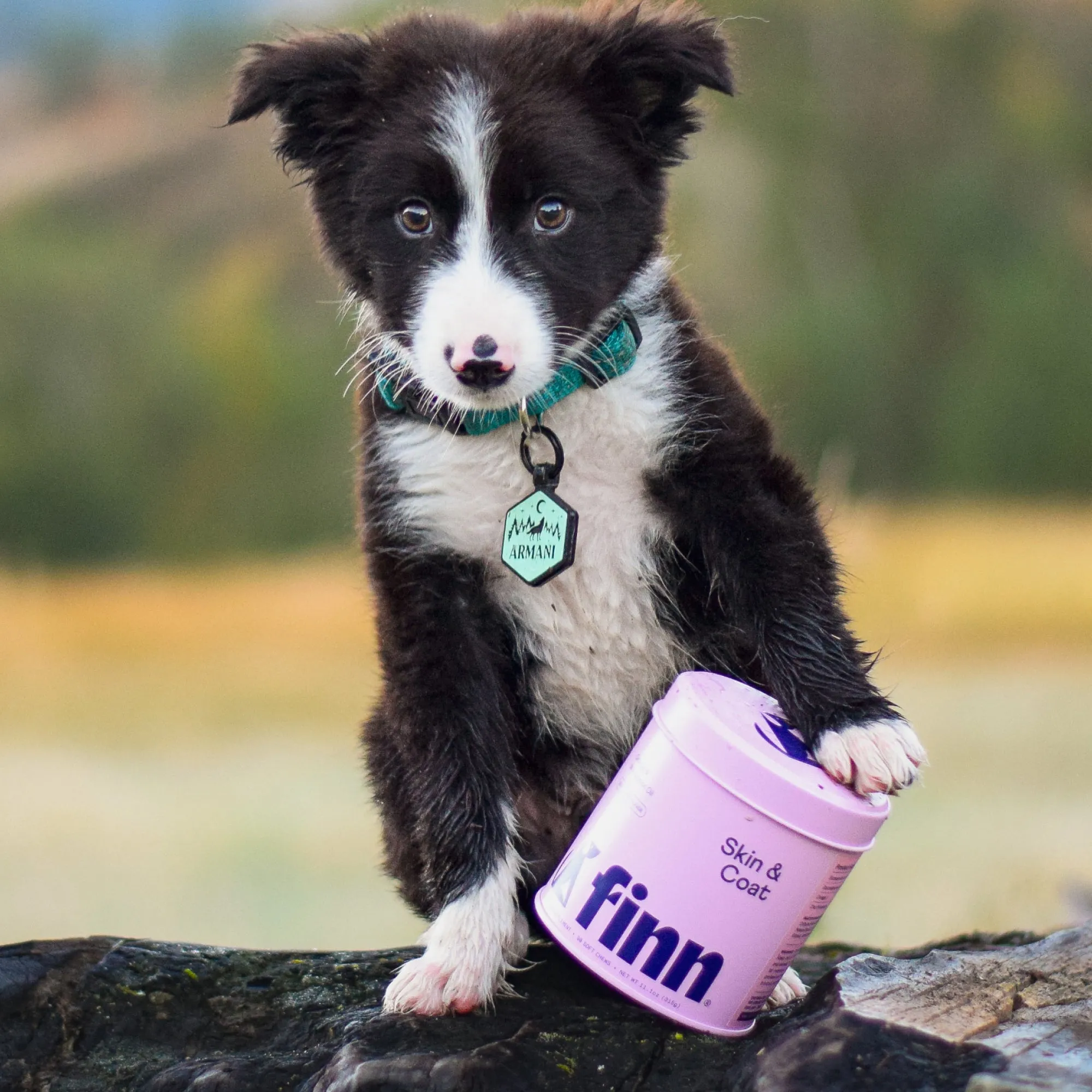 Skin & Coat Supplement for Dogs