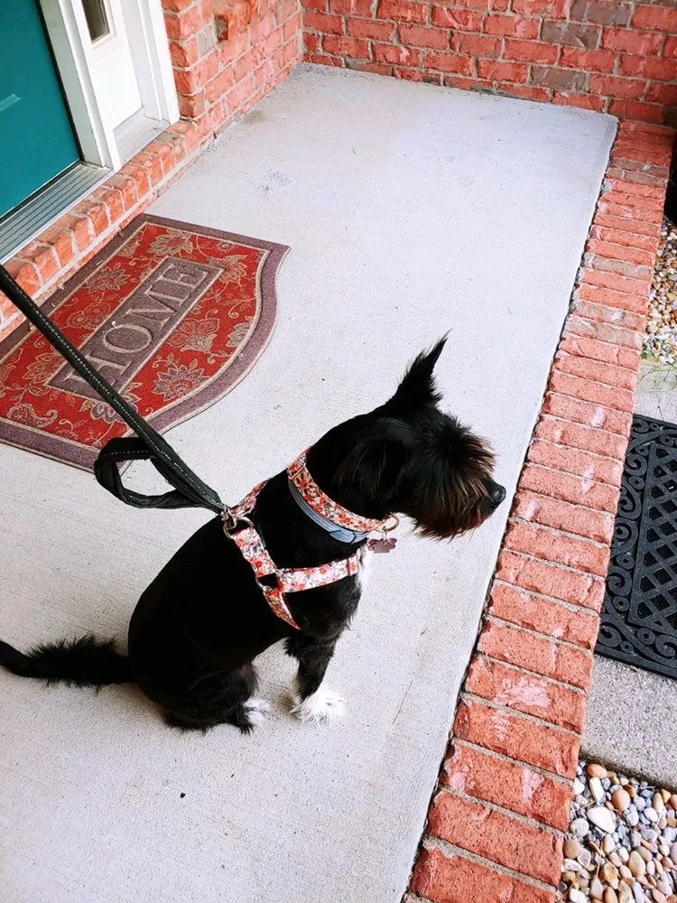 SMALL / BLACK PLASTIC / HARNESS (15 - 30 LBS)