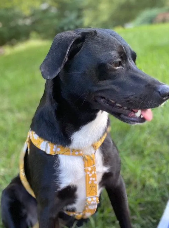 SMALL / BLACK PLASTIC / HARNESS (15 - 30 LBS)