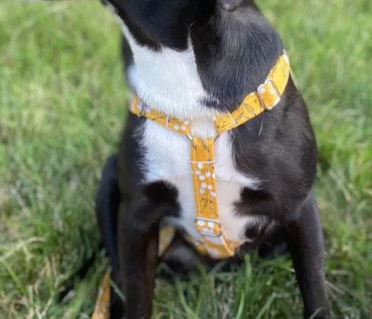 SMALL / BLACK PLASTIC / HARNESS (15 - 30 LBS)