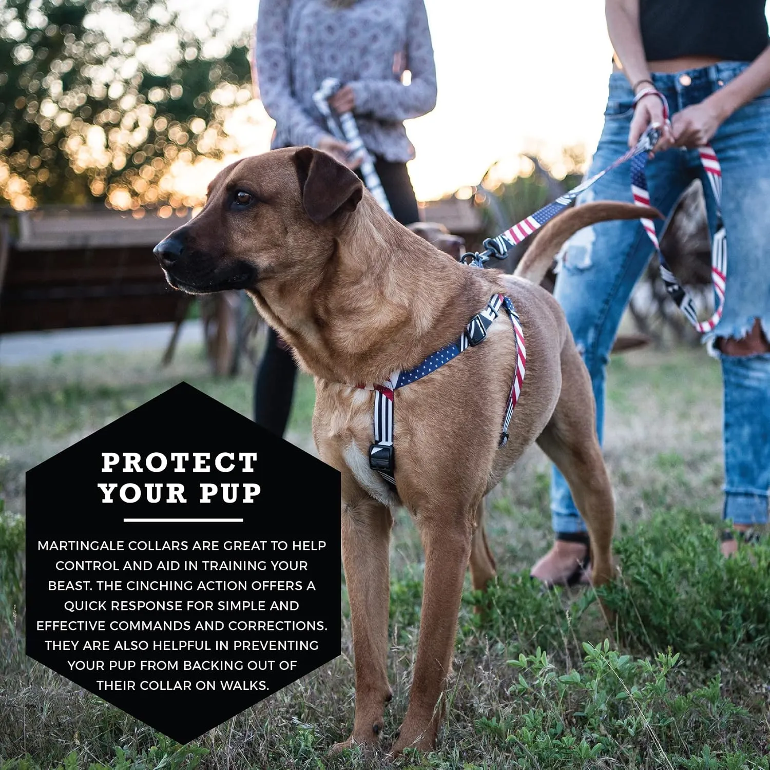 Wolfgang Heavy Duty Martingale Dog Collar with Quick Release Nylon Buckle for Walking & Training, PledgeAlligiance Print, Small